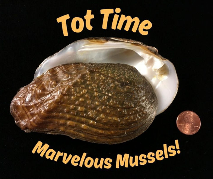 Pistolgrip mussel next to a penny for scale surrounded by  text that reads “Tot Time Marvelous Mussels”
